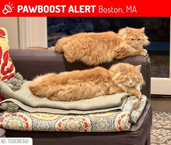 Lost Male Cat last seen Dane st, Boston, MA 02130