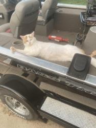 Lost Male Cat last seen 80th street , Kansas City, MO 64119