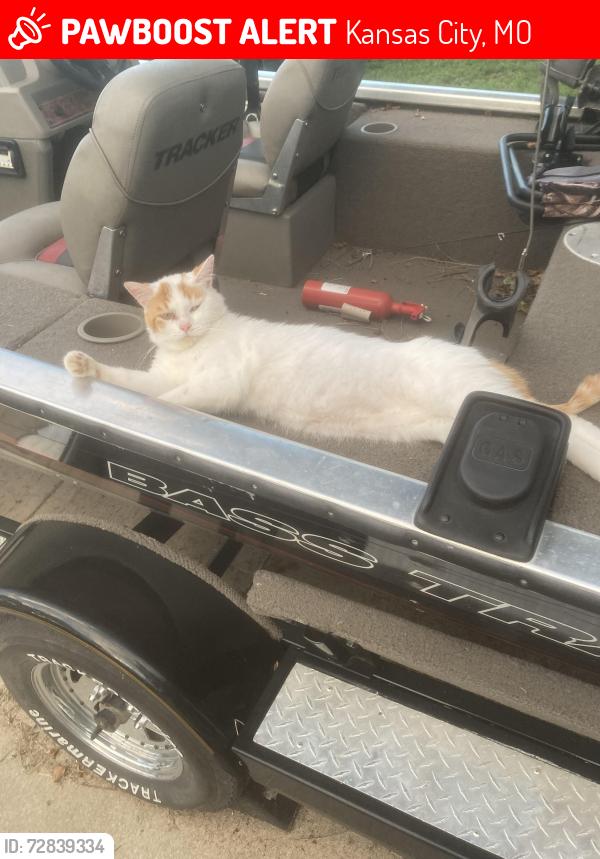 Lost Male Cat last seen 80th street , Kansas City, MO 64119