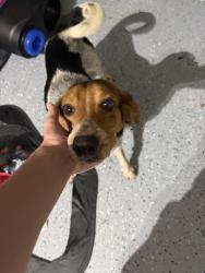 Found/Stray Male Dog last seen Ranch Rd, Cocoa, FL 32927