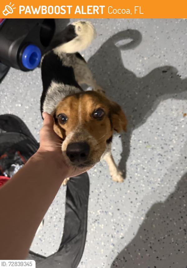Found/Stray Male Dog last seen Ranch Rd, Cocoa, FL 32927