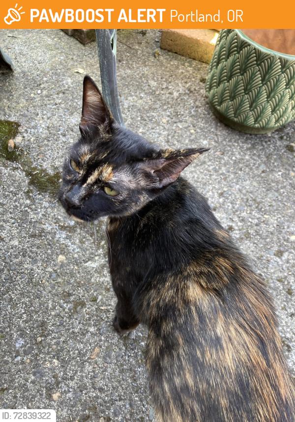 Found/Stray Female Cat last seen Warner Pacific University , Portland, OR 97206