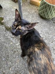 Found/Stray Female Cat last seen Warner Pacific University , Portland, OR 97206