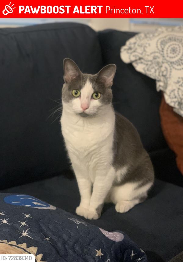 Lost Female Cat last seen Beauchamp and 380, Princeton, TX 75407
