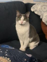 Lost Female Cat last seen Beauchamp and 380, Princeton, TX 75407