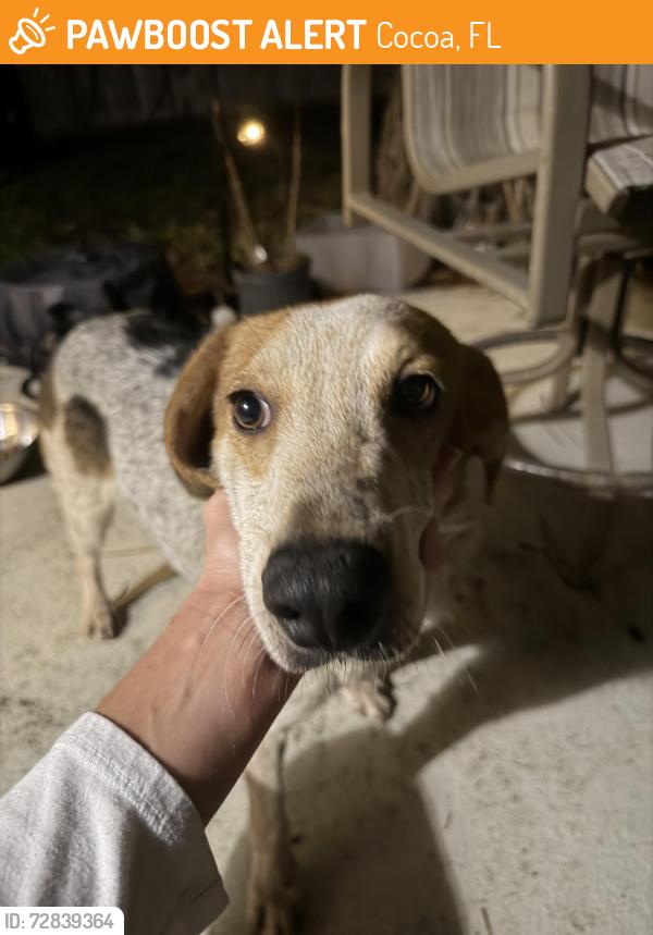 Found/Stray Male Dog last seen Ranch Rd, Cocoa, FL 32927