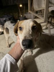 Found/Stray Male Dog last seen Ranch Rd, Cocoa, FL 32927
