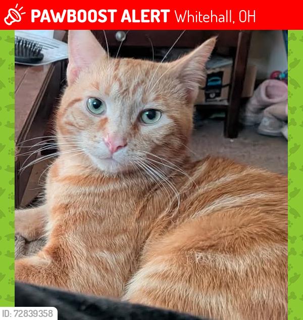 Lost Male Cat last seen Valvoline on broad st , Whitehall, OH 43213