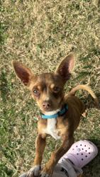 Lost Male Dog last seen Cattle Dr Crowley and Carson ranch rd , Crowley, TX 76036