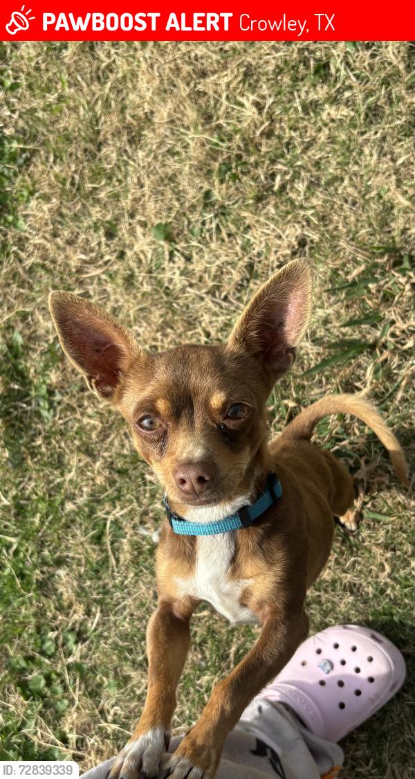 Lost Male Dog last seen Cattle Dr Crowley and Carson ranch rd , Crowley, TX 76036