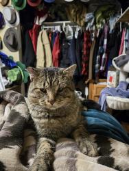Lost Male Cat last seen Near west, West Valley City, UT 84120
