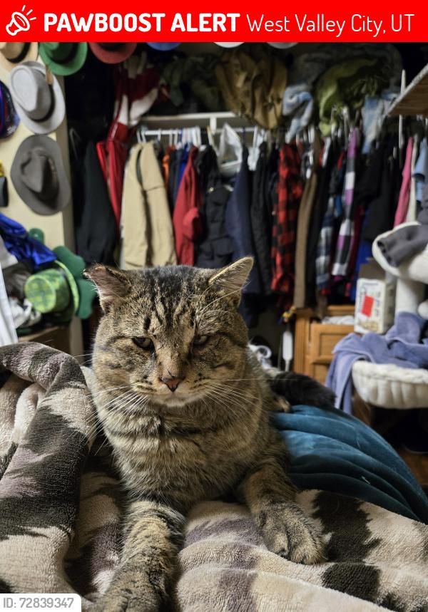 Lost Male Cat last seen Near west, West Valley City, UT 84120
