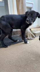 Found/Stray Male Dog last seen Cemetery on Sprague and Waughtown, Winston-Salem, NC 27107