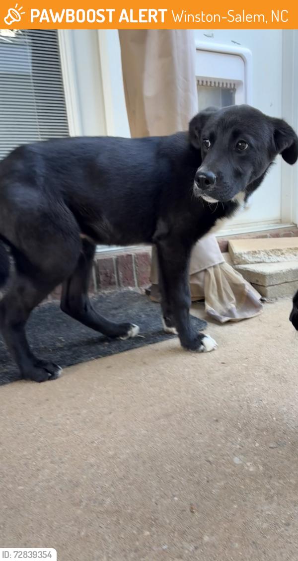 Found/Stray Male Dog last seen Cemetery on Sprague and Waughtown, Winston-Salem, NC 27107