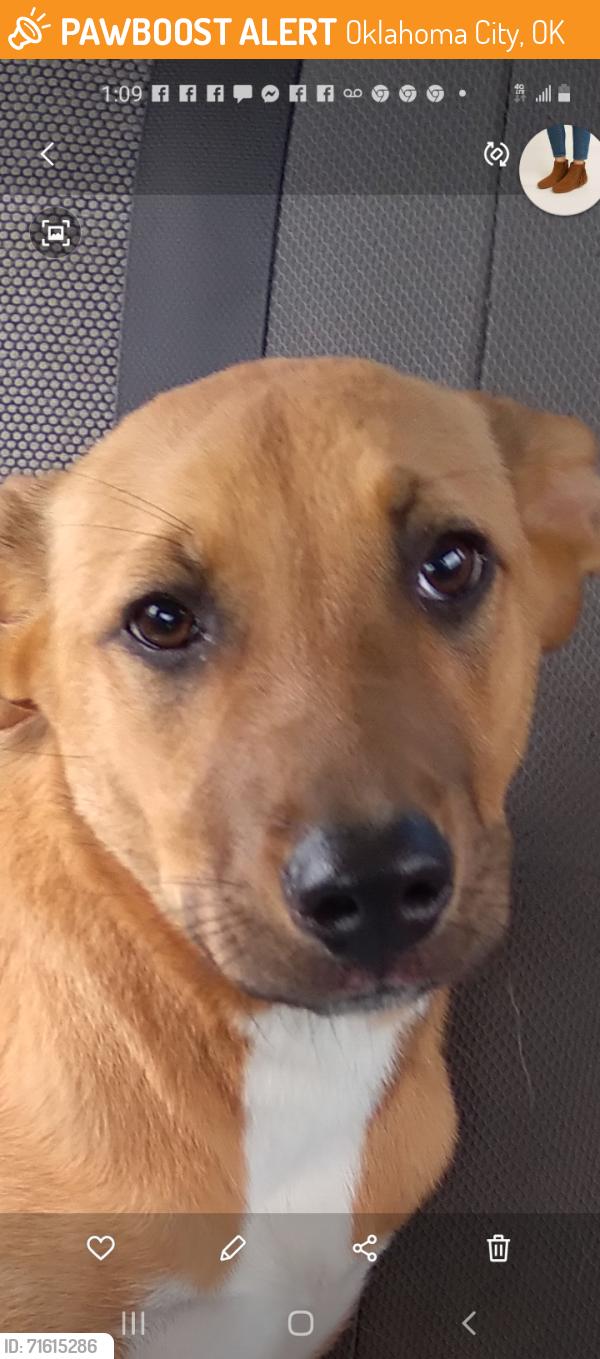 Found/Stray Female Dog last seen SW 104th n S May, Oklahoma City, OK 73169