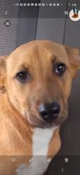 Found/Stray Female Dog last seen SW 104th n S May, Oklahoma City, OK 73169