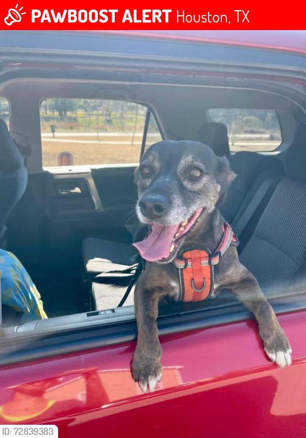 Lost Female Dog last seen Avenue S, Houston, TX 77011