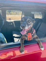 Lost Female Dog last seen Avenue S, Houston, TX 77011
