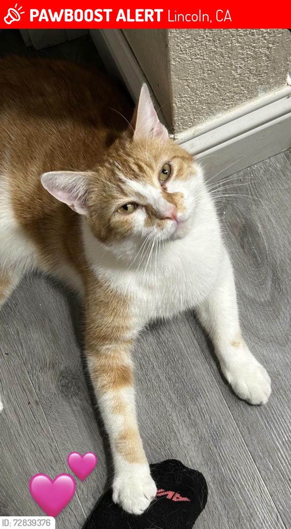 Lost Male Cat last seen Bedell street , Lincoln, CA 95648
