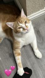 Lost Male Cat last seen Bedell street , Lincoln, CA 95648