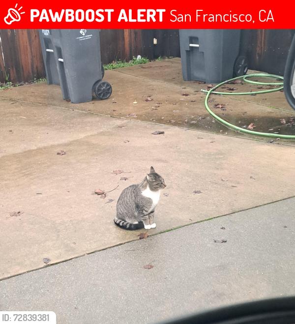 Lost Female Cat last seen Santos Street, San Francisco, CA 94134