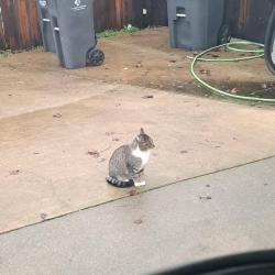 Lost Female Cat last seen Santos Street, San Francisco, CA 94134