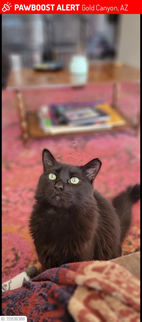 Lost Male Cat last seen Near s estrella rd gold canyon az, Gold Canyon, AZ 85118