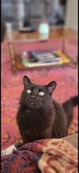Lost Male Cat last seen Near s estrella rd gold canyon az, Gold Canyon, AZ 85118