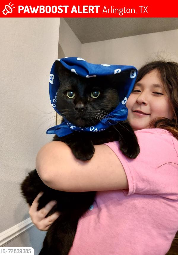 Lost Male Cat last seen Near Cadillac Blvd Arlington TX 76016, Arlington, TX 76016
