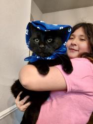 Lost Male Cat last seen Near Cadillac Blvd Arlington TX 76016, Arlington, TX 76016