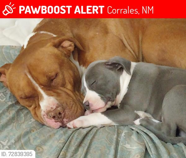 Lost Male Dog last seen El centro, Corrales, NM 87048