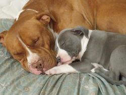 Lost Male Dog last seen El centro, Corrales, NM 87048