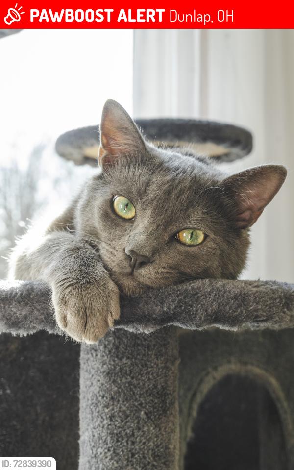 Lost Male Cat last seen Kristiridge Dr, Dunlap, OH 45252