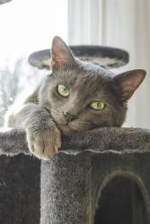Lost Male Cat last seen Kristiridge Dr, Dunlap, OH 45252