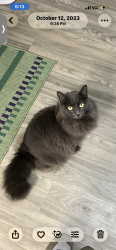 Lost Female Cat last seen W Dallas st (Houston), Houston, TX 77019
