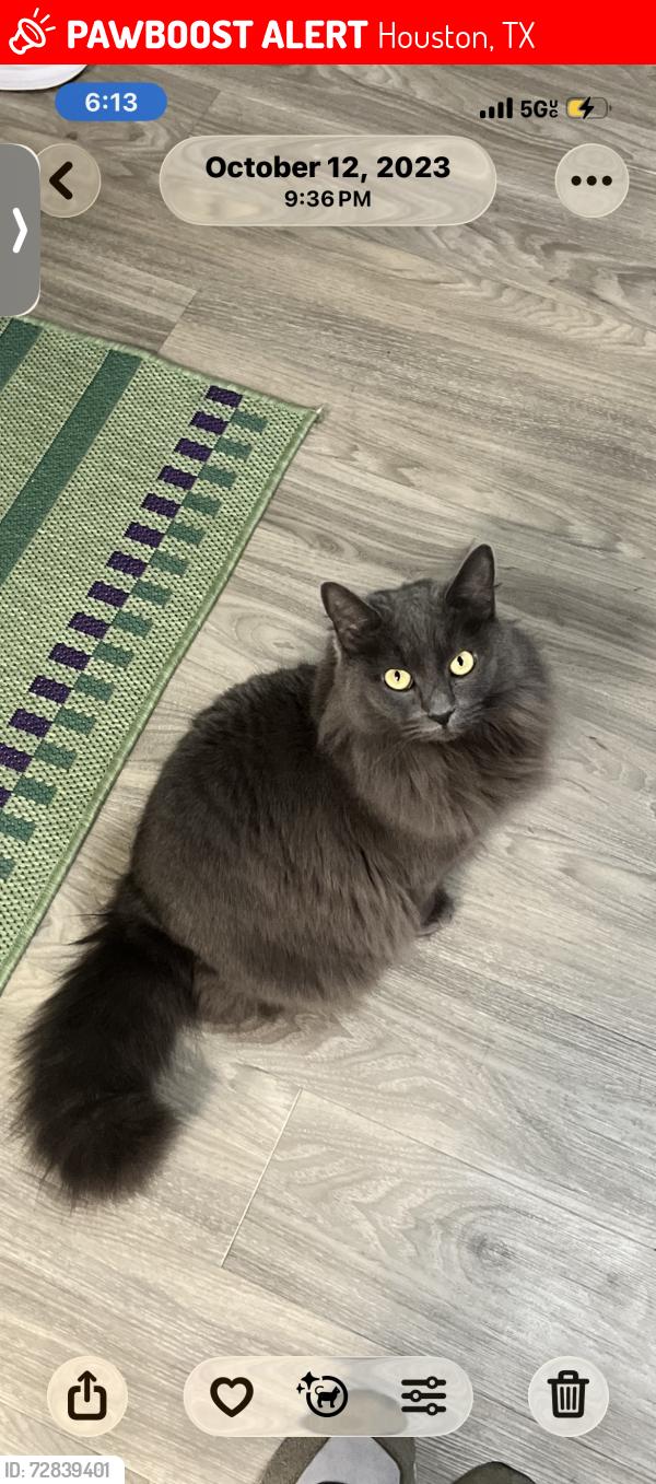 Lost Female Cat last seen W Dallas st (Houston), Houston, TX 77019