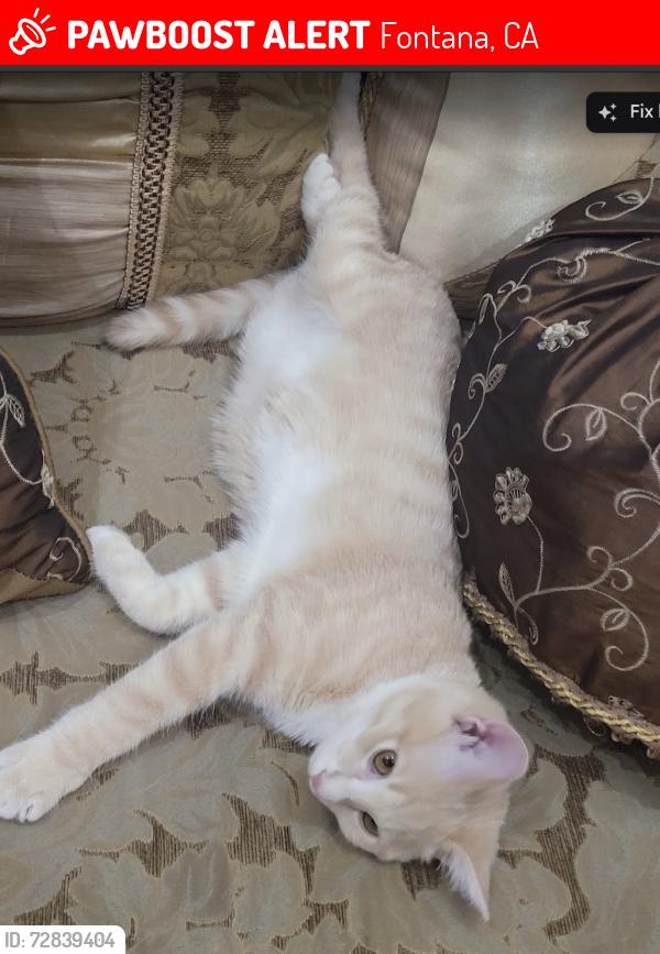 Lost Male Cat last seen Jayme Way & Snowy Peak ln, Fontana, CA 92336