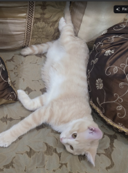 Lost Male Cat last seen Jayme Way & Snowy Peak ln, Fontana, CA 92336