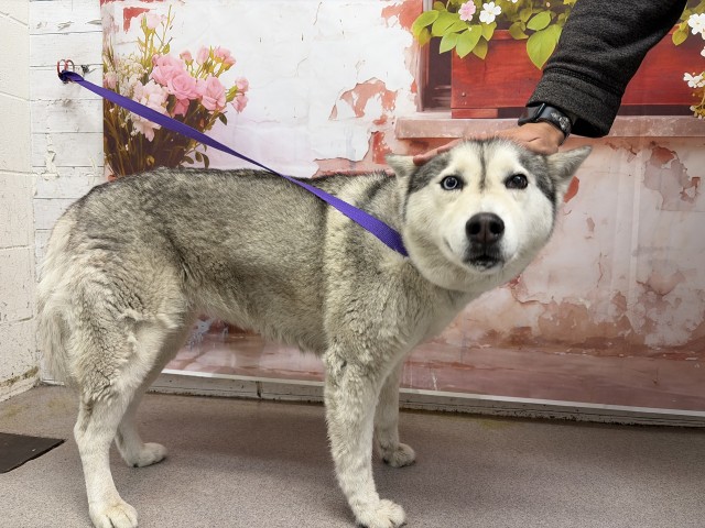 Shelter Stray Female Dog last seen CHERRY AND VILLEGE, San Bernardino, CA 92401