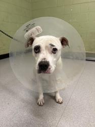 Shelter Stray Female Dog last seen Near , Indianapolis, IN 46221