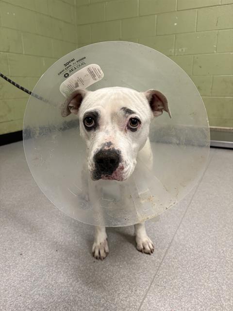 Shelter Stray Female Dog last seen Near , Indianapolis, IN 46221