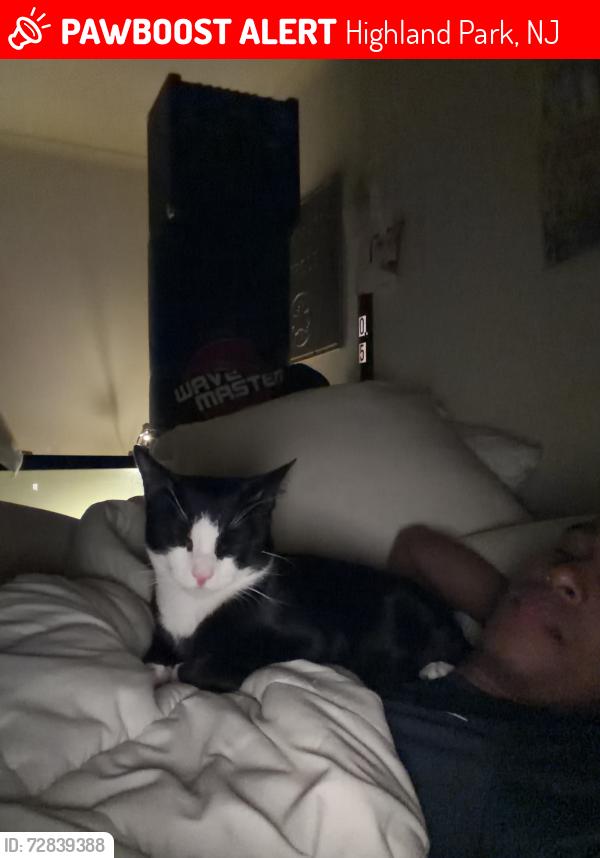 Lost Male Cat last seen He was last seen near the entrance of Adeline gardens by redcliffe ave, Highland Park, NJ 08904