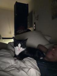 Lost Male Cat last seen He was last seen near the entrance of Adeline gardens by redcliffe ave, Highland Park, NJ 08904