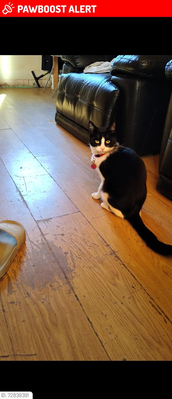 Lost Female Cat last seen Leiceter, Leicester, England LE3