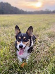 Lost Male Dog last seen Strawberry Rd, Bonneau, SC 29431