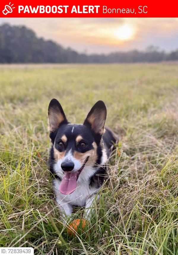 Lost Male Dog last seen Strawberry Rd, Bonneau, SC 29431