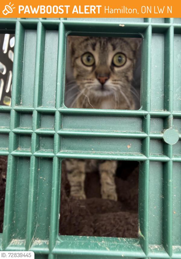 Found/Stray Female Cat last seen Hamilton spca, Hamilton, ON L8W 3N1