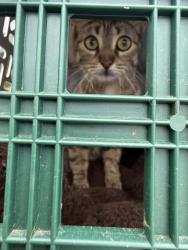 Found/Stray Female Cat last seen Hamilton spca, Hamilton, ON L8W 3N1