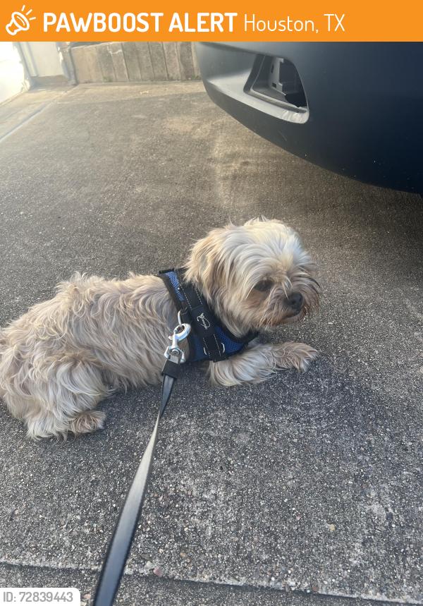 Found/Stray Male Dog last seen Houston Texas area , near Sugarland and Richmond , Houston, TX 77083