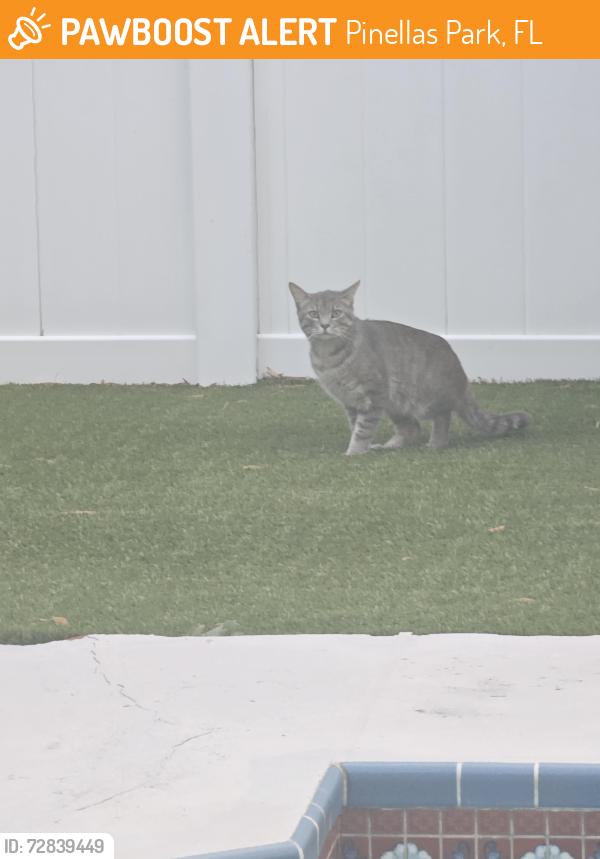 Found/Stray Unknown Cat last seen 70th Street and 124th Terrace , Pinellas Park, FL 33773